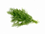 Укроп
