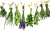 Пряные и лекарственные растения, прочее